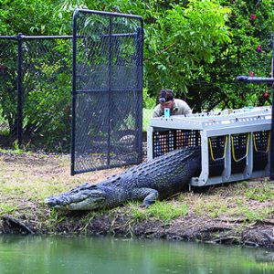 Crocodile Transport Unit